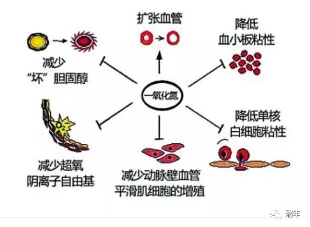 诺贝尔医学奖和精氨酸,一氧化氮