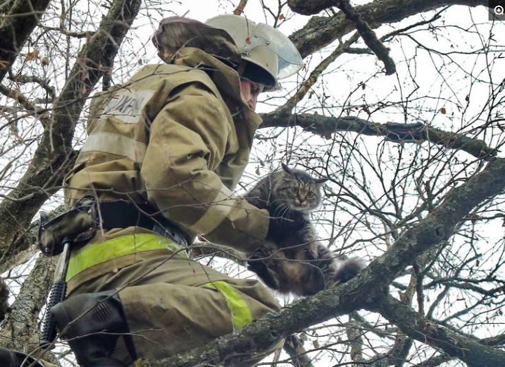 消防员正在费力爬树救猫.