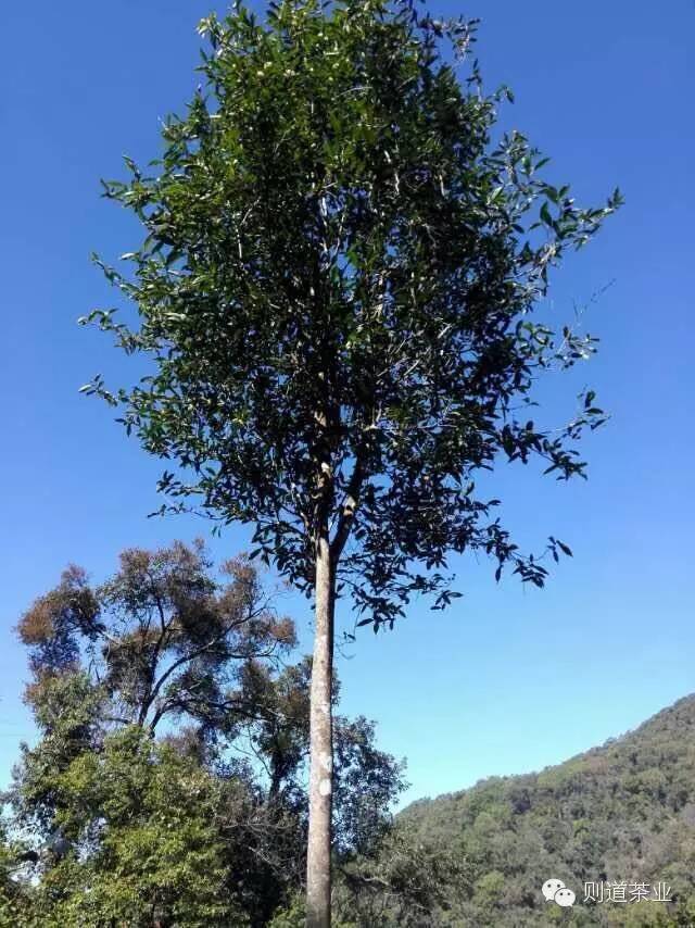 原始秘林,高杆古树