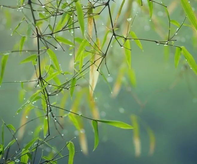 竹林听雨,宁静,淡泊,悠远