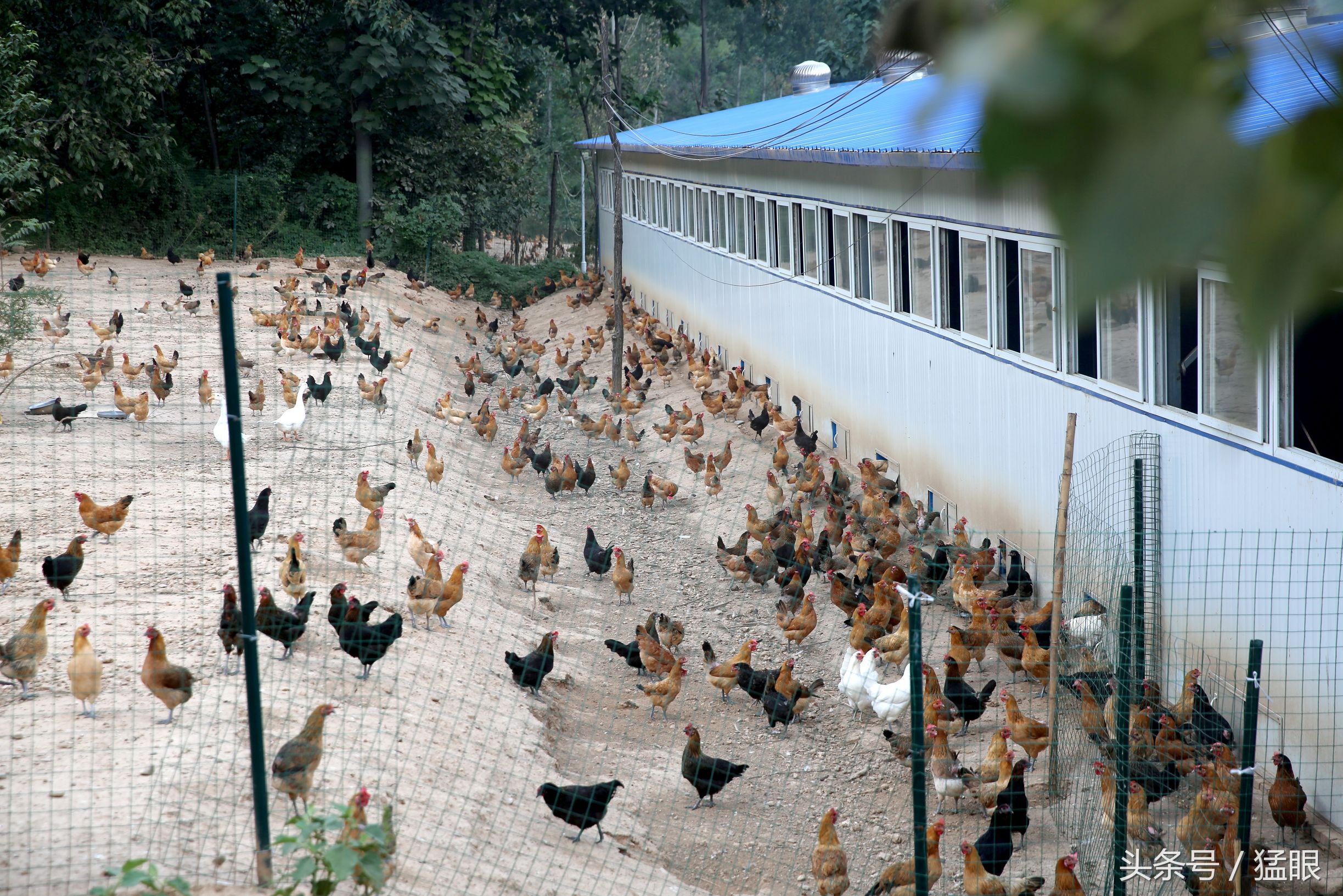 标准化鸡舍 ... 孵化 ，直接上图.... - 赵德峰(肉鸡规模化养殖) 鸡病专业网论坛