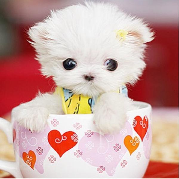 微小茶杯贵宾犬(tiny teacup poodle)体型更小,俗称"娇小"贵宾犬或"