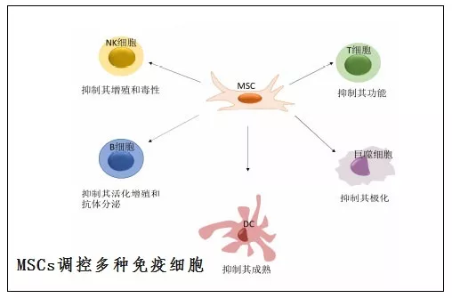 干细胞最新消息