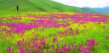 芳草如茵,野花遍地,那幽香沁人的野花会醉倒游人,芳草坪也是扬鞭跃马