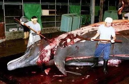 日本和歌山县太地町地区海豚湾湛蓝的海水,因残杀海豚和鲸而泛起腥—