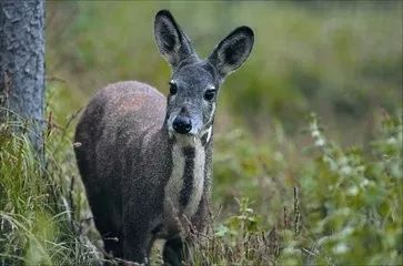 巍山首次发现国家一级重点保护野生动物林麝