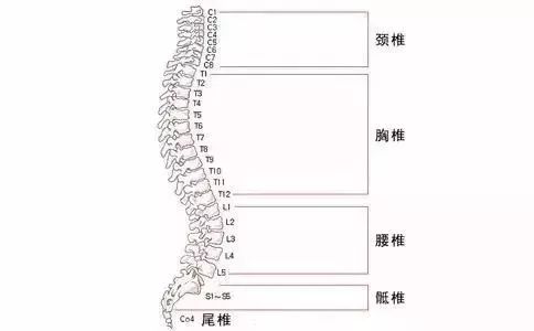 前观脊柱有特点,上细下粗尾部尖 粗粗细细有道理,承受压力密相关 翻