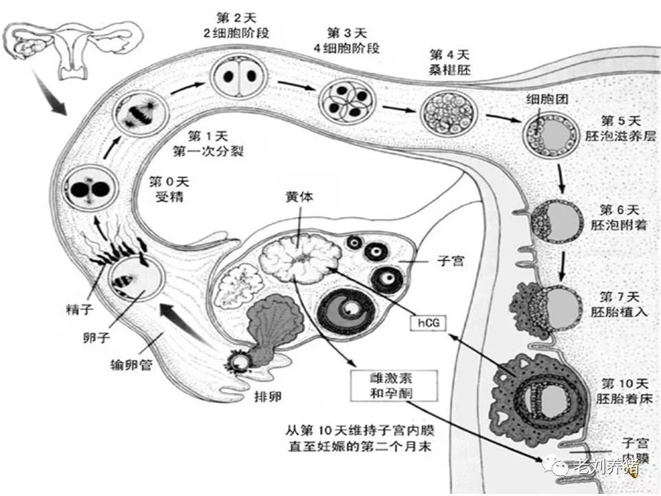 老刘养猪培训解剖受精卵着床