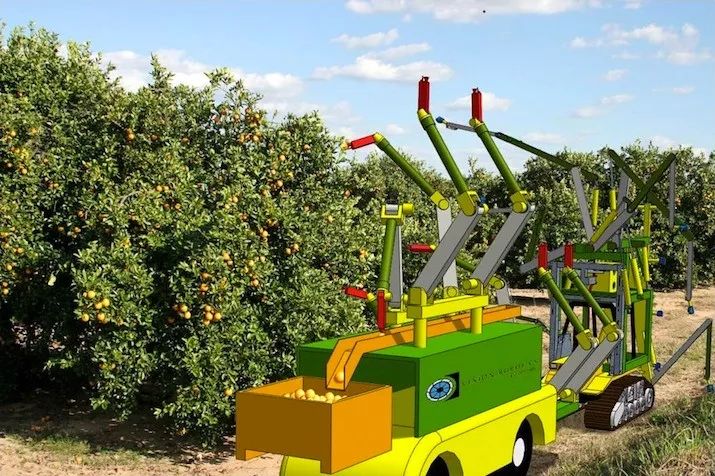 他们的机器人在果园通过滚动方式采摘桔子