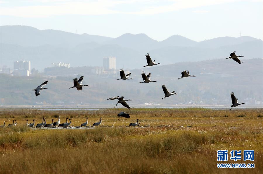 这是在贵州威宁草海国家级自然保护区拍摄的黑颈鹤11月16日摄.