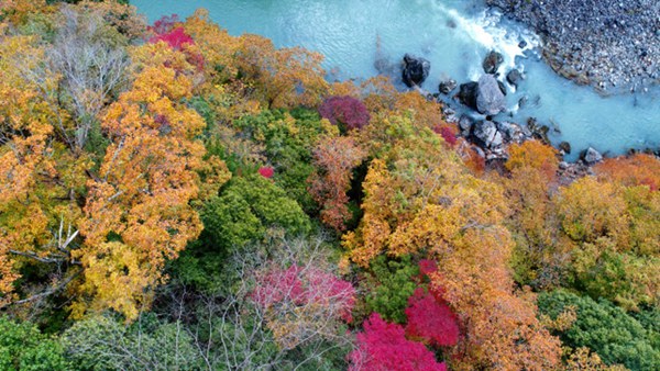 东京西部多摩川上游迎来红叶最佳观赏期