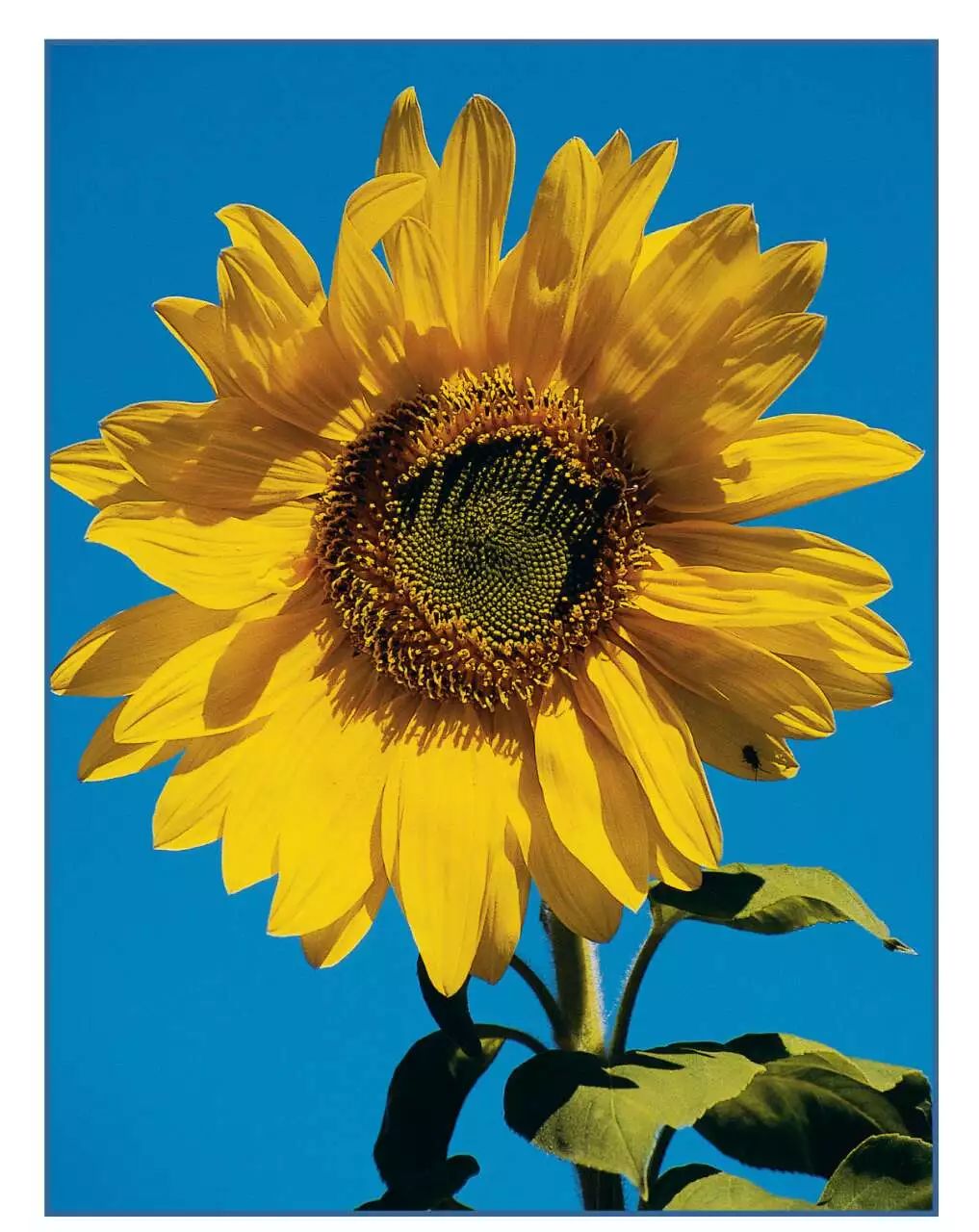 at last, here"s   sunflower standing tall — as bright as the