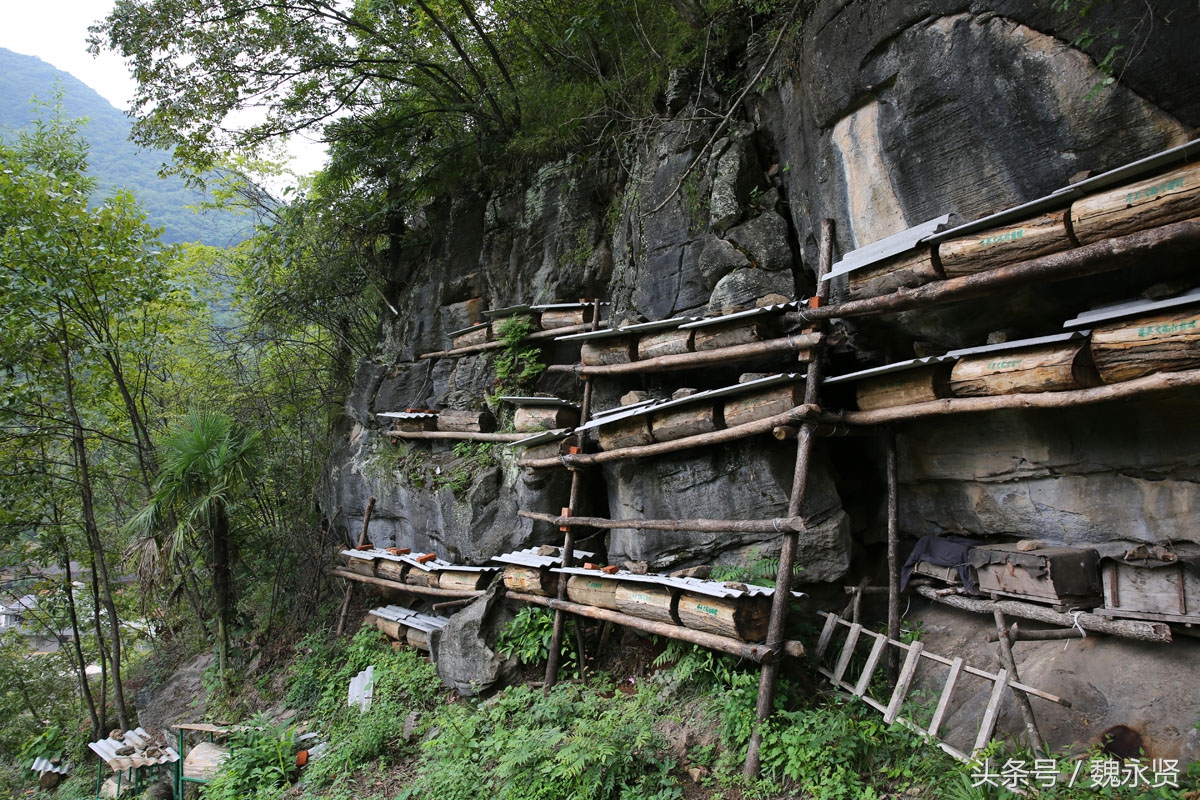 秦岭土蜂大盗被洋县公安局逮住啦