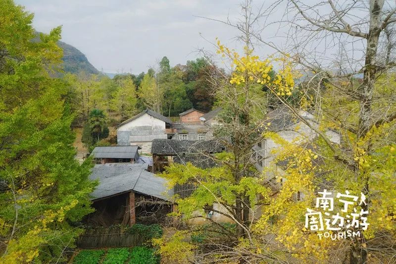 中国最美银杏村落在广西现在村子里落满了金色的叶子好美