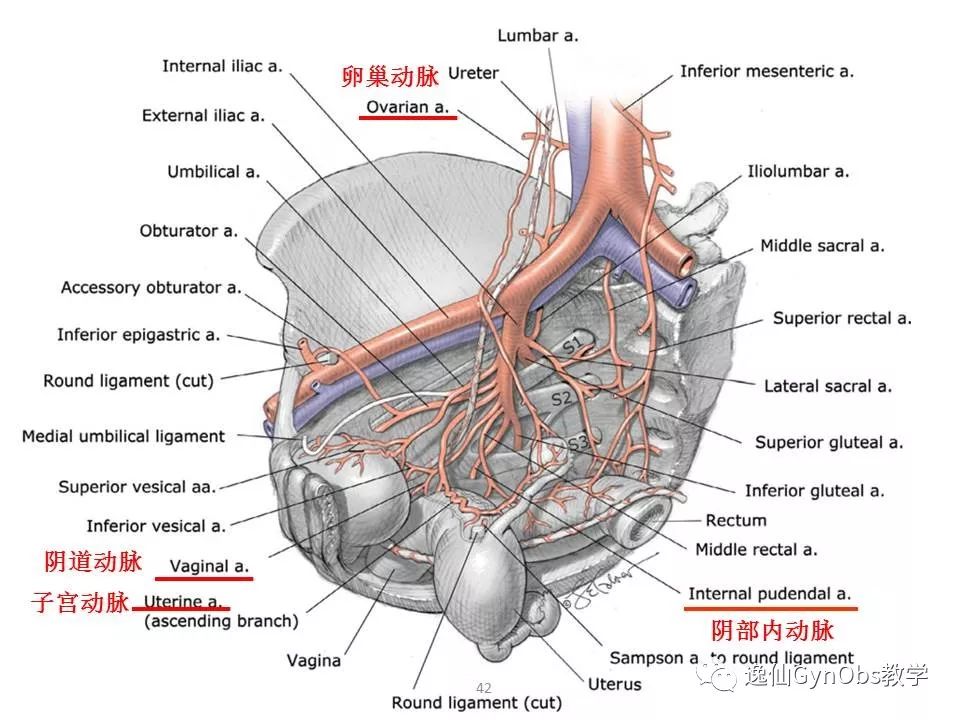 女性生殖系统解剖part Iii 中山大学医学院妇产科大课