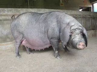 我国地方良种猪——太湖猪