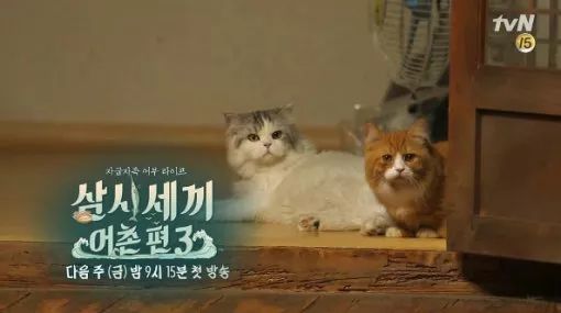 节目中还出现了一条奇特的"love line~尹均相带着宠物猫上节目,更是