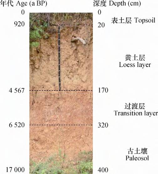 紧实度和层间接触关系等,将剖面分为四层(图3:表土层(0～20 cm,黄土