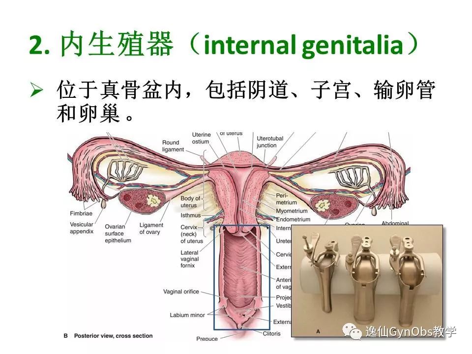 女性生殖系统解剖partii中山大学医学院妇产科大课