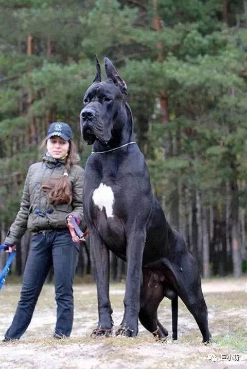 它是世界最高大的狗,一口就能吞下芝娃娃,也是李小龙