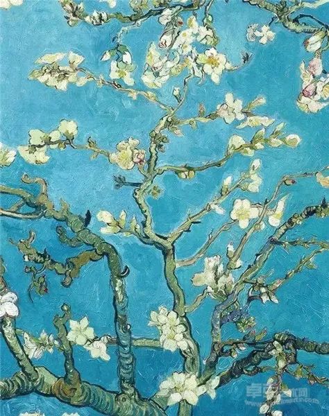梵高,1890年创作的油画《杏花满枝》,梵高博物馆藏