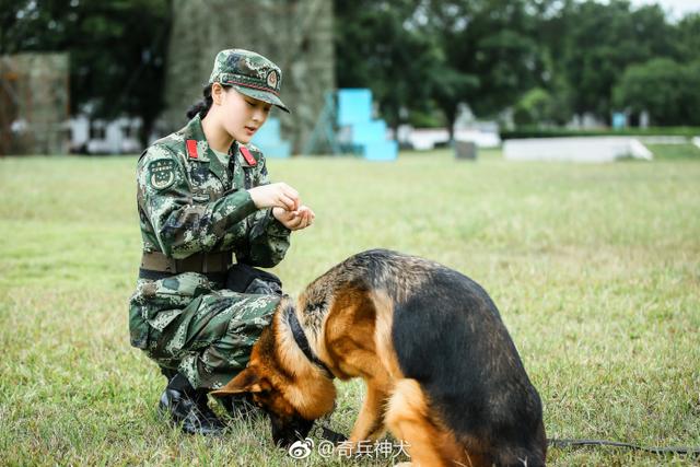 不怕被大型犬被拖咬性感女星张馨予化身奇兵训神犬帅呆呆的