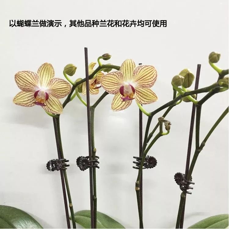 娱乐 正文  兰花兰草花卉蝴蝶兰支架固定花夹子园艺盆栽爬藤造型塑料