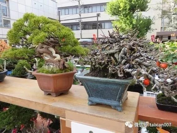 日本盆景展会作品欣赏