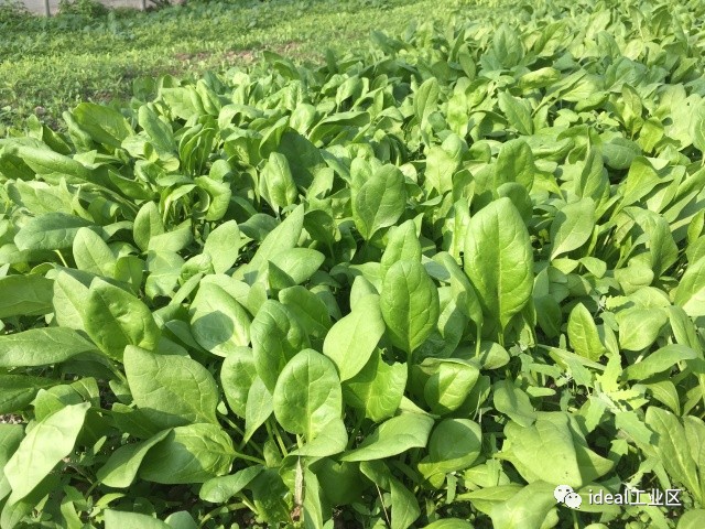 菠菜其中还有在娄塘地区有近百年种植历史,有"维他命菜"盛名的