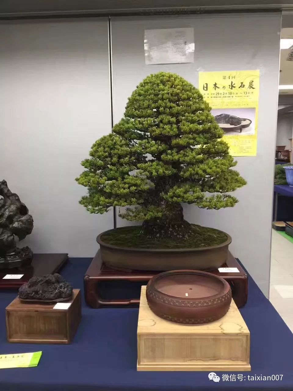 日本盆景展会作品欣赏