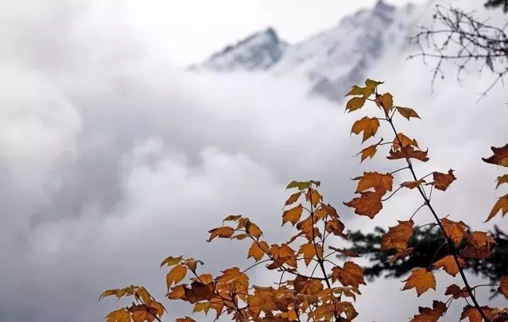 走进枫树,只见满地都是红色和黄色的枫叶.捡起一片红枫,红的像火一样.