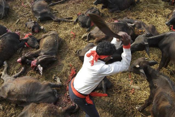 猎杀动物引人类公愤