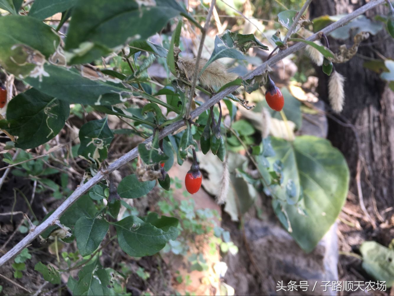 人称不老药,农村田间地头都有,长期食用延年益寿