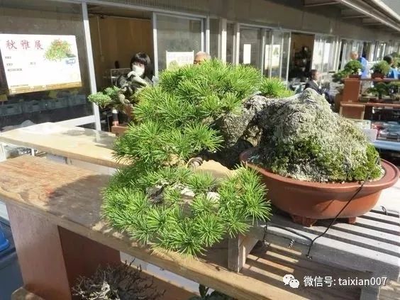 日本盆景展会作品欣赏