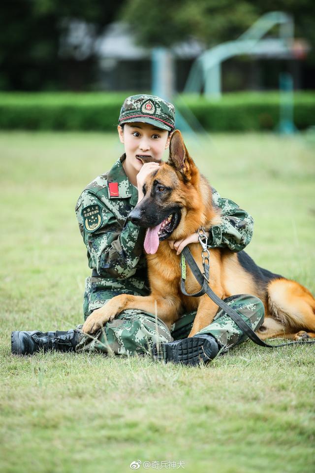 不怕被大型犬被拖咬性感女星张馨予化身奇兵训神犬帅呆呆的