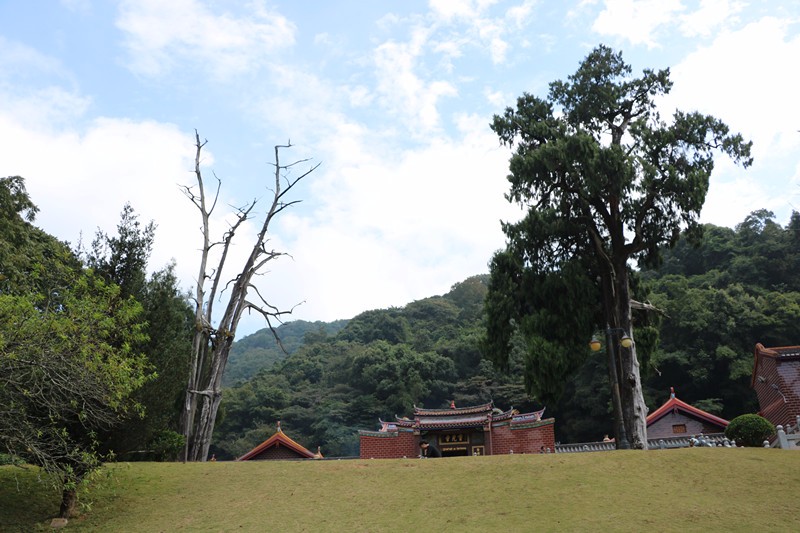 灵光寺"生死树"书写传奇