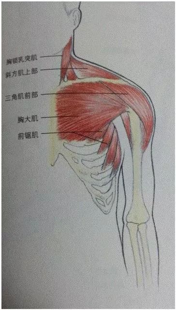 女人丰胸好不好