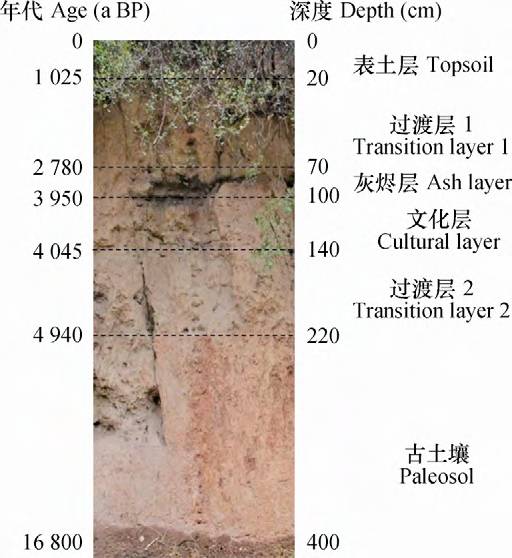 文化剖面层次划分及年代
