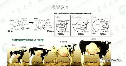 科技 正文 羊与牛的消化系统大致一样,可看成是mini版的牛,主要在分娩