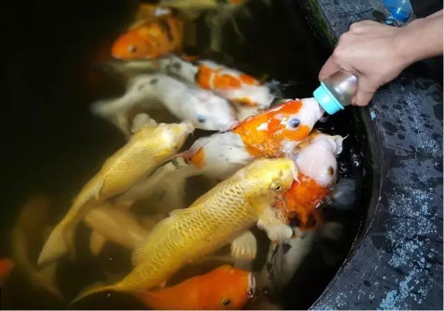 奶瓶给喂锦鲤喂食是一张科学喂食的方法通过奶瓶嘴的香味吸引锦鲤进行