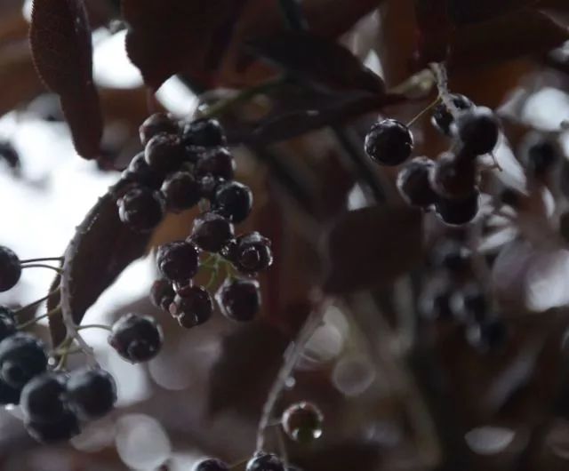 花序顶生;花冠蕾时带粉红色,开后白色或淡黄色;果实红色,极少蓝紫黑色