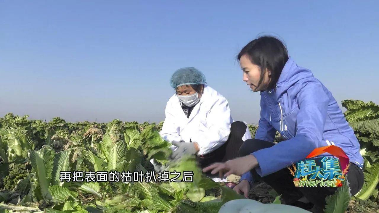 黄钟来到了静海纪家庄村,这里是静海制作冬菜的传统地区.