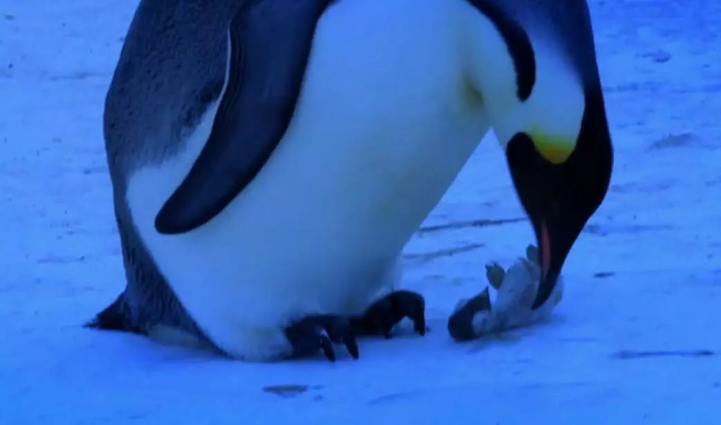 企鹅妈妈把孩子尸体塞回育儿袋不愿相信它冻死的事实而仰天悲鸣