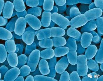 三,胶冻样芽孢杆菌:解钾,释放出可溶磷钾元素及钙,硫