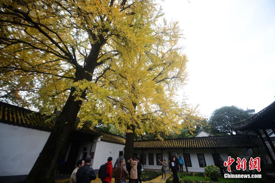 古城扬州百年银杏树身披"黄金甲"