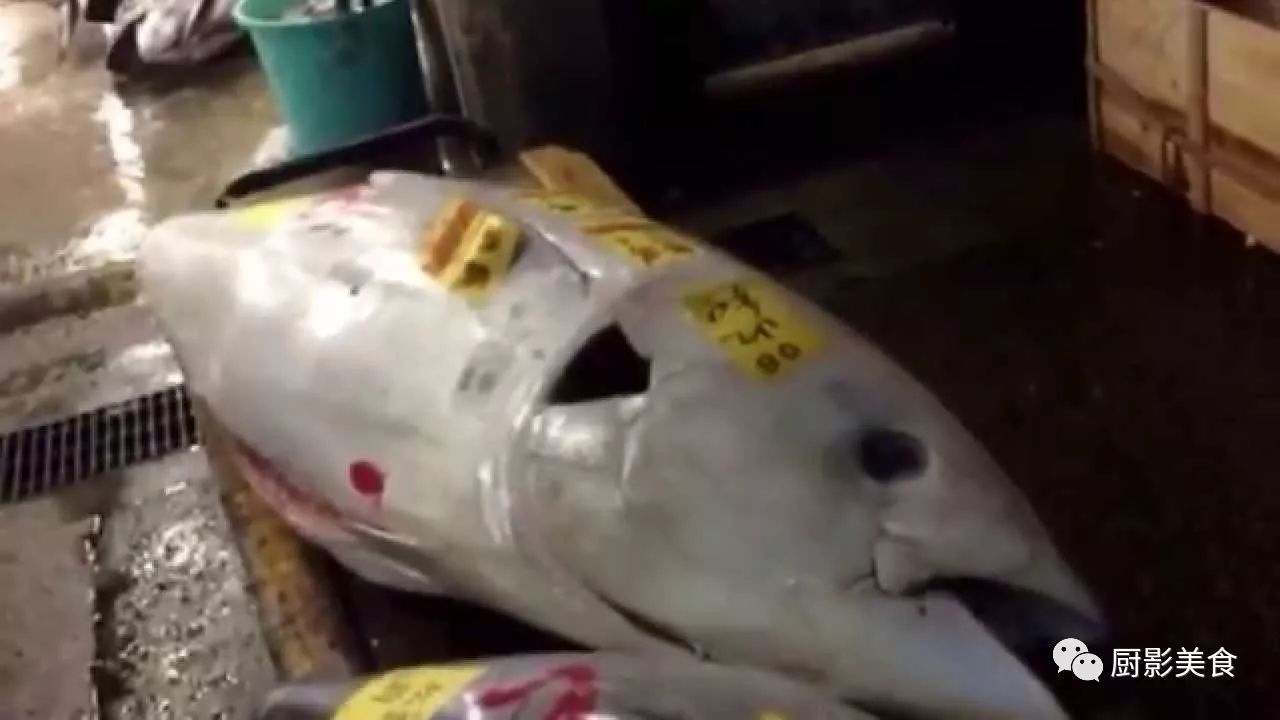 全球罕见!真正的白金枪鱼现身日本