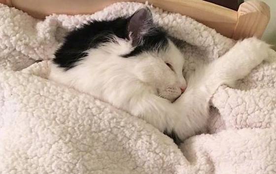 猫睡觉盖被子吗