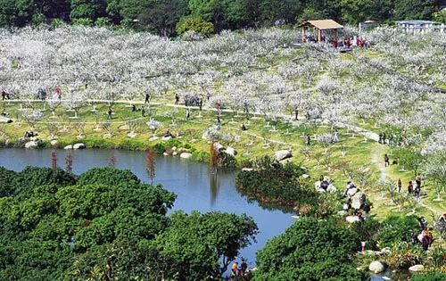 【广州香雪公园 萝岗十里梅林香雪海,宫粉,朱砂,绿萼,美人梅等4000