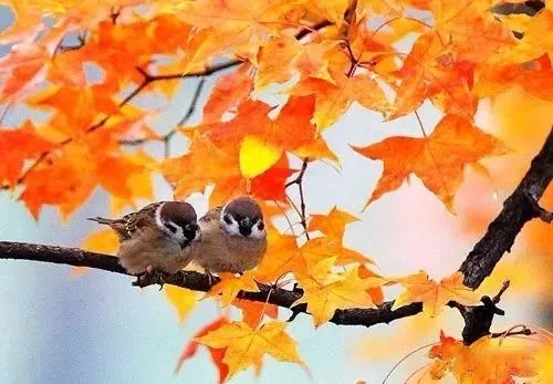 在秋天描写鸟