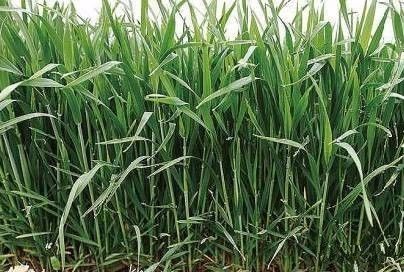 小麦的一生生育时期详解